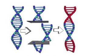 The practice of Gene Splicing